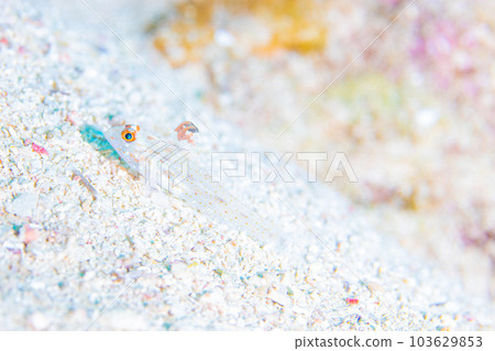 Deliver to haze lovers 103629853