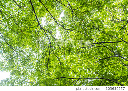 Blue maple 103630257