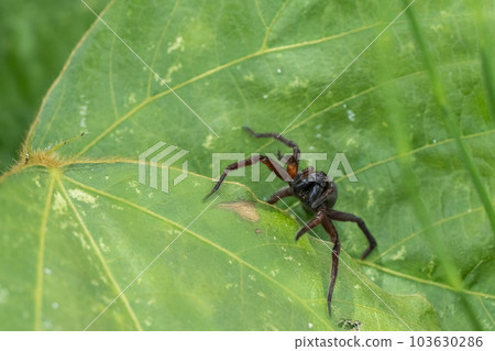 black spider 103630286