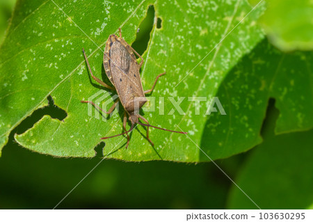 Hoshi Hararillo Helicopter bug 103630295