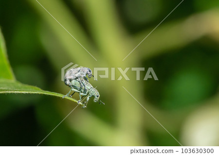Weevils mating on the grass 103630300