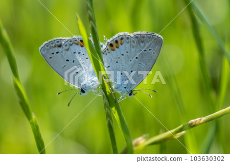 Corbicula 在草叢中交配 103630302