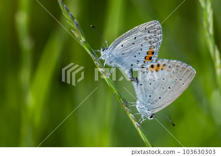 Corbicula mating in the grass 103630303