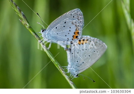 Corbicula 在草叢中交配 103630304