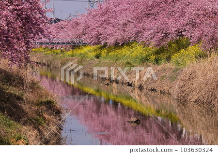 Washinomiya, Kuki City, Saitama Prefecture View of Kawazu cherry trees in full bloom along the Aokebori River, fields of rape blossoms, and reflections on the surface of the river 103630324
