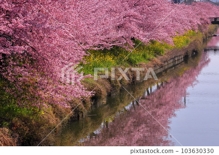 埼玉縣久喜市鷲之宮 青木堀川沿岸盛開的河津櫻花、油菜花田和河面的倒影 103630330