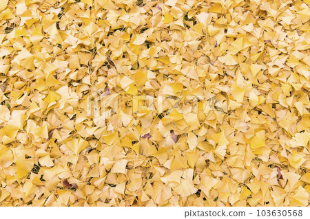 A ginkgo leaf that fell to the ground A ginkgo leaf that fell to the ground 103630568