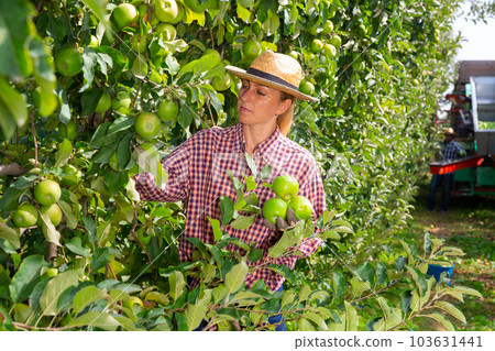 Positive woman picking ripe apples from a tree in garden 103631441
