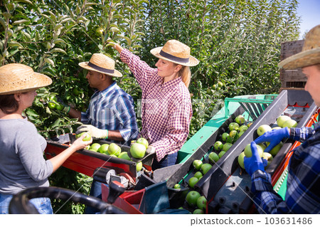 Workers harvesting ripe apples using sorting machine Workers harvesting ripe apples using sorting machine 103631486