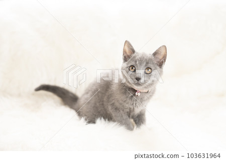 Chartreux kitten with a pink bell Chartreux kitten with a pink bell 103631964