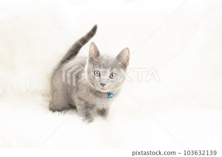 帶藍色鈴鐺的 Chartreux 小貓 帶藍色鈴鐺的 Chartreux 小貓 103632139