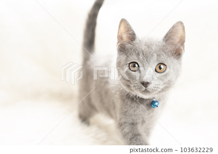 Chartreux kitten with a blue bell 103632229