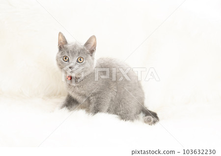 Chartreux kitten with a red bell Chartreux kitten with a red bell 103632230