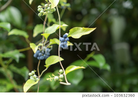 Fruit of Aotutsurafuji 103632360