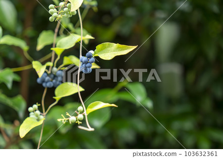 Fruit of Aotutsurafuji 103632361