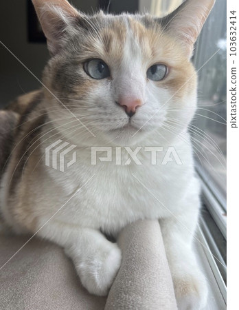 斜眼貓 斜眼貓 103632414