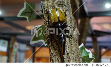 hercules beetle 2 hercules beetle 2 103632474