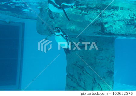 Penguin swimming gracefully ② Penguin swimming gracefully ② 103632576