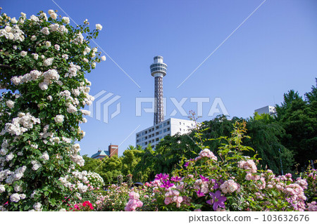 白色和粉色玫瑰和海洋塔花園項鍊橫濱 2023 玫瑰週 白色和粉色玫瑰和海洋塔花園項鍊橫濱 2023 玫瑰週 103632676