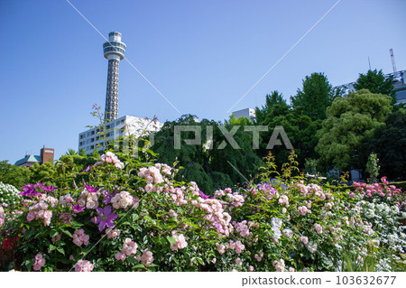 粉紅玫瑰和海洋塔花園項鍊橫濱 2023 年玫瑰週 粉紅玫瑰和海洋塔花園項鍊橫濱 2023 年玫瑰週 103632677
