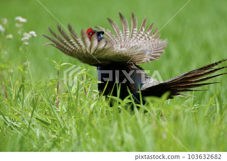 Pheasant pheasant / Japan Pheasant pheasant / Japan 103632682