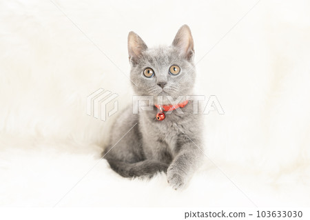 Chartreux kitten with a red bell looking up Chartreux kitten with a red bell looking up 103633030