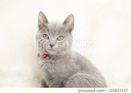 一隻帶紅鈴鐺的 Chartreux 小貓的胸圍 103633137
