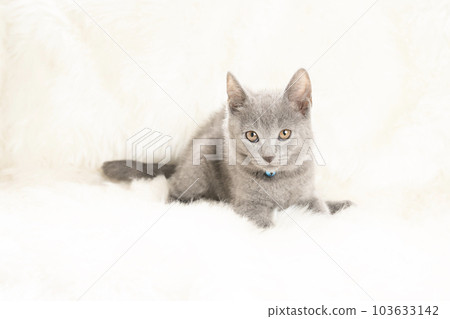 帶藍鈴的查特勒小貓看著相機 帶藍鈴的查特勒小貓看著相機 103633142
