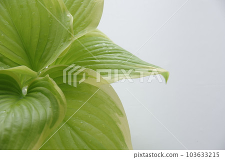 玉簪葉玉簪香花束 103633215