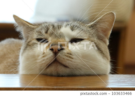 Relaxed style cat on chin Relaxed style cat on chin 103633466