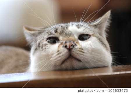 下巴上的休閒風格貓 下巴上的休閒風格貓 103633473