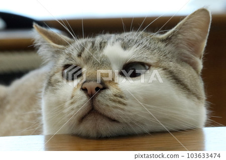 下巴上的休閒風格貓 103633474