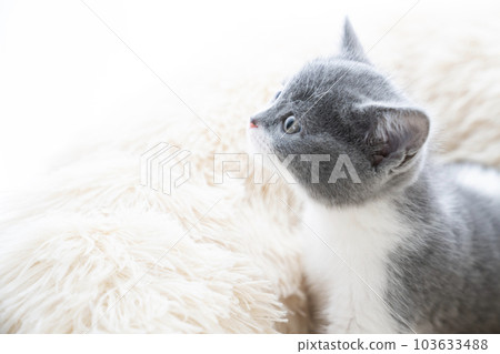 躺在床上的蘇格蘭折耳貓小貓 躺在床上的蘇格蘭折耳貓小貓 103633488