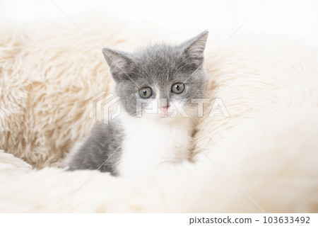 Scottish fold kitten looking at camera 103633492