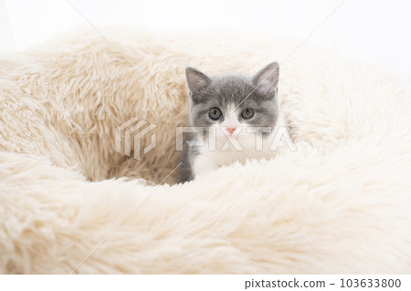 Scottish fold kitten looking at camera 103633800