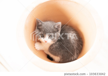 碗裡的蘇格蘭折耳貓小貓 103633842