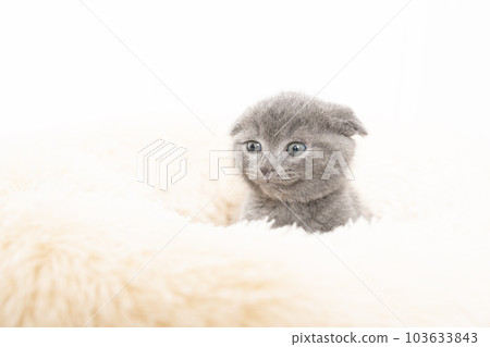 碗裡的蘇格蘭折耳貓小貓 103633843