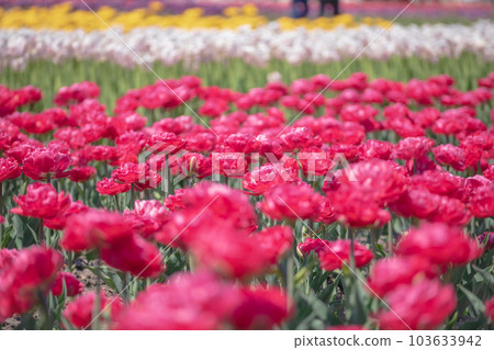 Brightly colored red tulips [tulip] 103633942