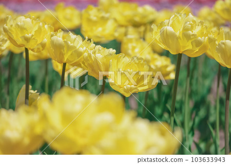 A yellow tulip that blooms in full bloom under the warm sunshine [tulip] 103633943