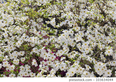 White dogwood White dogwood 103634044