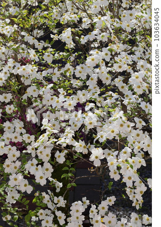 White dogwood 103634045