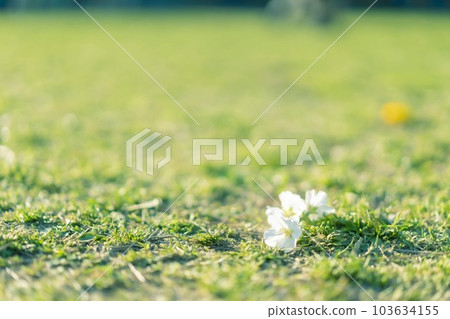 one flower 103634155