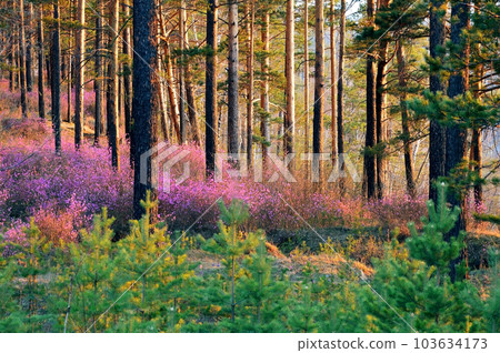 Beautiful spring landscape with blooming pink flowers in the forest. Ledum blossoms (Dahurian rhododendron). Nature of Eastern Siberia. Beautiful spring landscape with blooming pink flowers in the forest. Ledum blossoms (Dahurian rhododendron). Nature of Eastern Siberia. 103634173