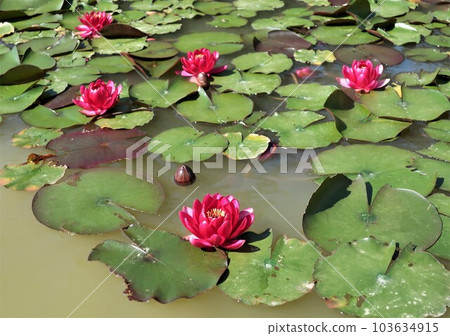 睡蓮綻放風景 103634915