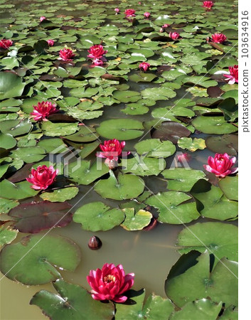 睡蓮綻放風景 103634916
