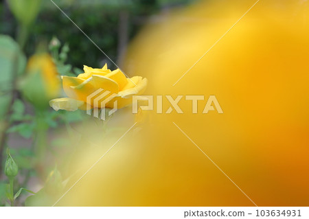玫瑰	 103634931