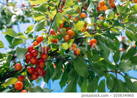 果園里長在樹上的櫻桃 果園里長在樹上的櫻桃 103634960