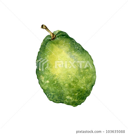 Whole guava single watercolor illustration isolated on white background. Tropical fruit, exotic green apple, yellow guajava hand drawn. Design element for wrapping, packaging, label, kitchen utensil Whole guava single watercolor illustration isolated on white background. Tropical fruit, exotic green apple, yellow guajava hand drawn. Design element for wrapping, packaging, label, kitchen utensil 103635088
