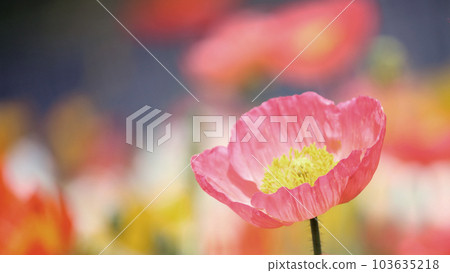 Spring color poppy 103635218