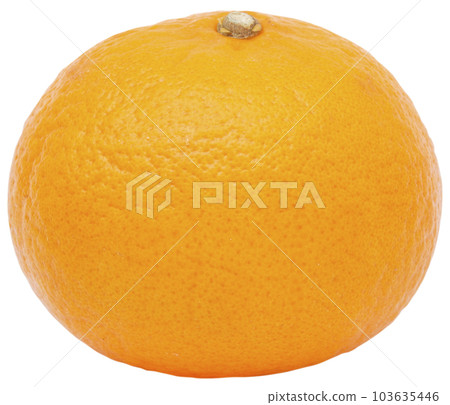 Fresh orange fruit. 103635446
